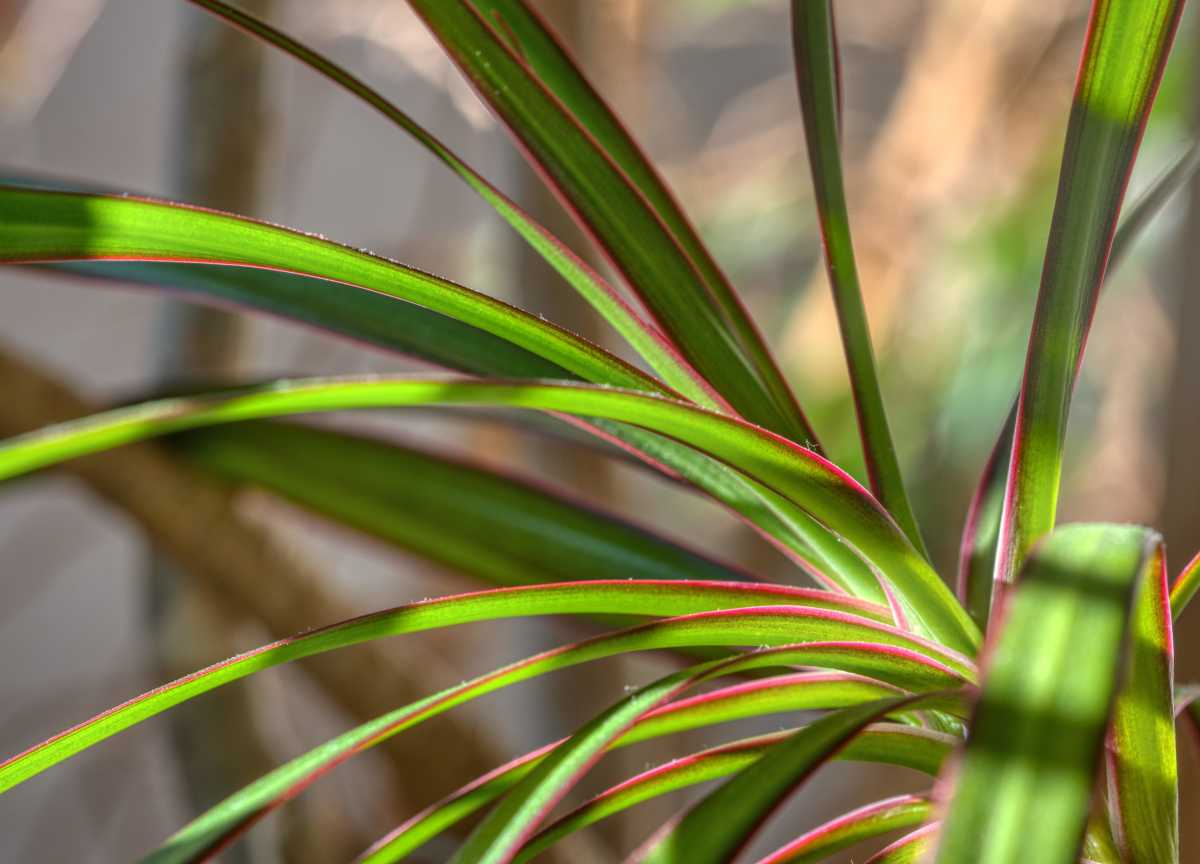 Dracaena marginata
