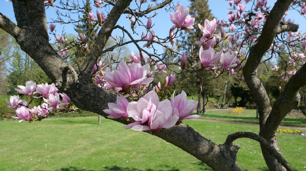Magnolia
