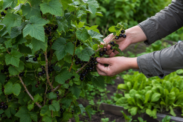 Coacăz negru (Ribes nigrum): ce condiții cere și cum o îngrijești