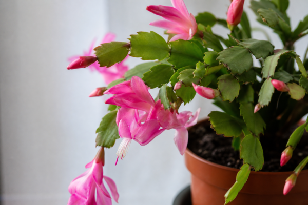 Cactusul de Crăciun (Schlumbergera): condiții de creștere, plantare și îngrijire