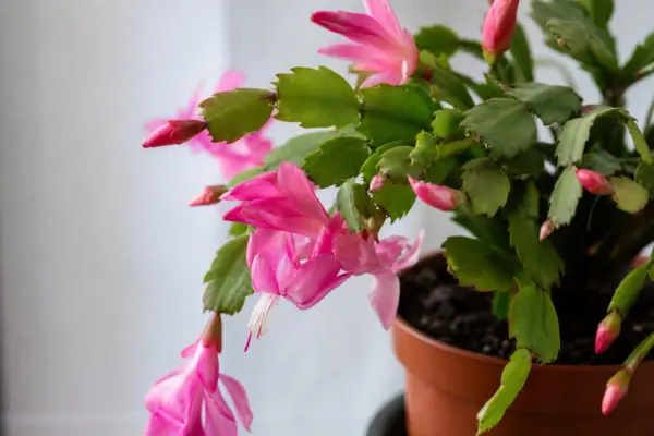 Cactusul de Crăciun (Schlumbergera): condiții de creștere, plantare și îngrijire