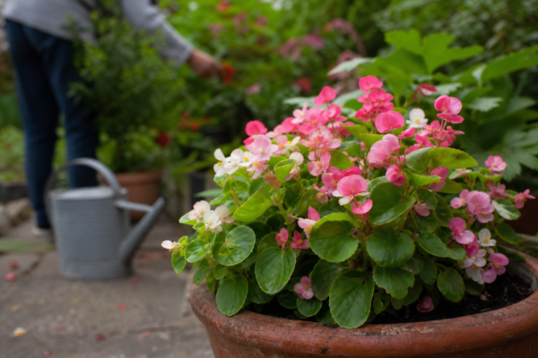 Begonia semperflorens: ce condiții cere și cum o îngrijești