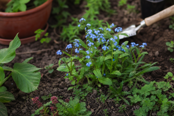 Nu-mă-uita (Myosotis sylvatica) – tot ce trebuie să știi despre plantare și îngrijire
