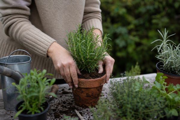 Rozmarin (Rosmarinus officinalis): cum se plantează și cum se îngrijește corect
