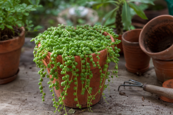 Șiragul de perle (Senecio rowleyanus) – sfaturi pentru plantare, creștere și întreținere