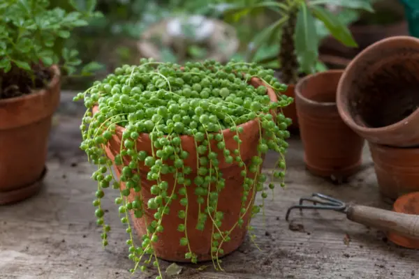 Șiragul de perle (Senecio rowleyanus) – sfaturi pentru plantare, creștere și întreținere