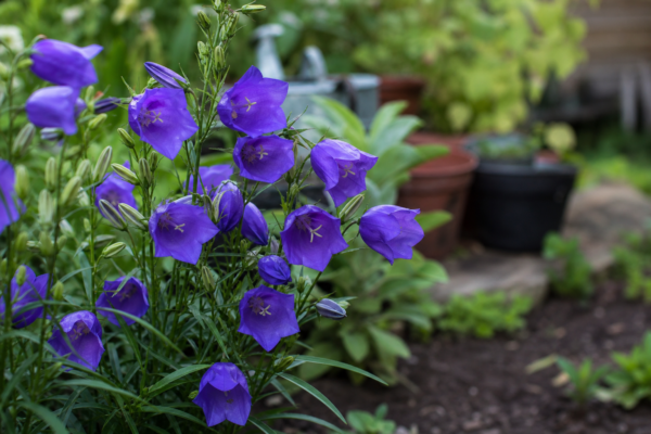 Campanula persicifolia – condiții de creștere, plantare și îngrijire