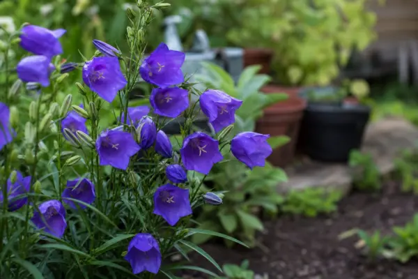 Clopoțel (Campanula persicifolia) – condiții de creștere, plantare și îngrijire