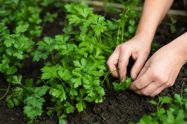 Pătrunjelul (Petroselinum crispum): semănare, plantare și îngrijire