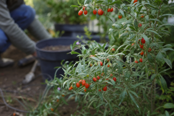 Goji (Lycium barbarum) – tot ce trebuie să știi despre plantare și îngrijire