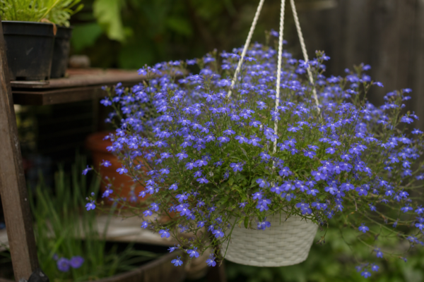 Lobelia erinus – ghid practic de plantare și îngrijire