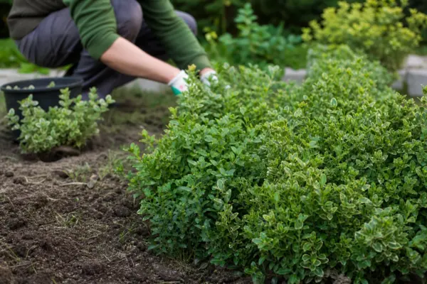 Evonim (Euonymus fortunei) – ghid practic de plantare și îngrijire