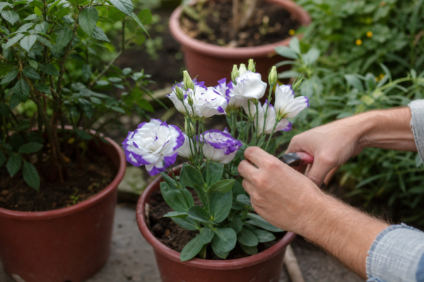 Lisianthus (Eustoma grandiflorum): ce condiții cere și cum o îngrijești