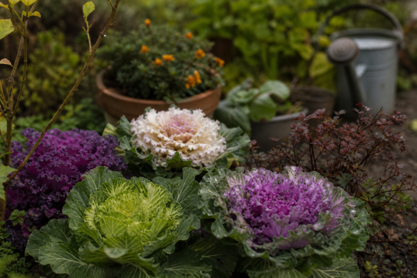 Varză ornamentală (Brassica oleracea) – condiții de creștere, plantare și îngrijire