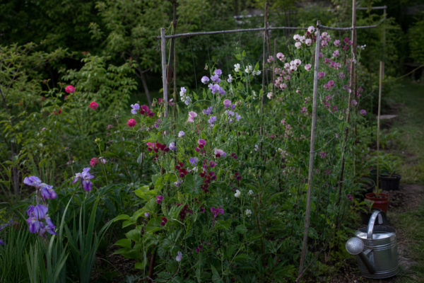 Sângele-voinicului (Lathyrus odoratus) – ghid complet de cultivare și îngrijire