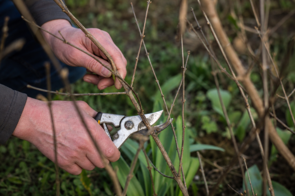 Corn (Cornus mas) – plantare, îngrijire și greșeli de evitat