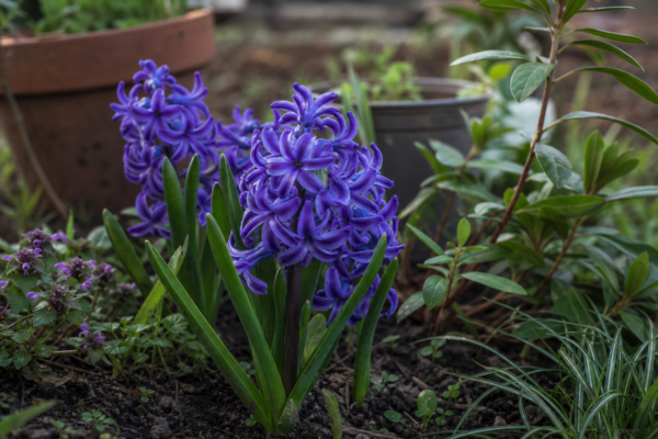 Zambilă (Hyacinthus orientalis) – sfaturi pentru plantare, creștere și întreținere