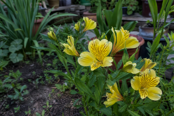 Alstroemeria aurea – sfaturi pentru plantare, creștere și întreținere