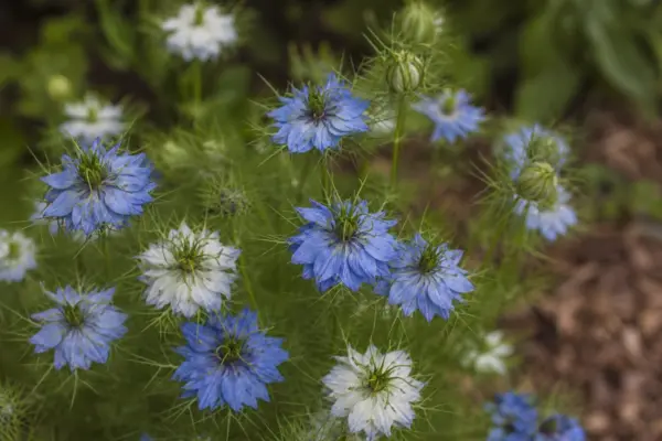 Nigella sau negrilica (Nigella damascena): condiții de creștere și plantare