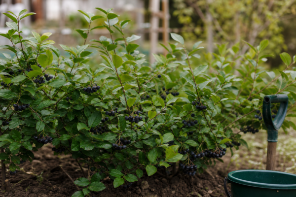 Aronia melanocarpa: ce condiții cere și cum o îngrijești