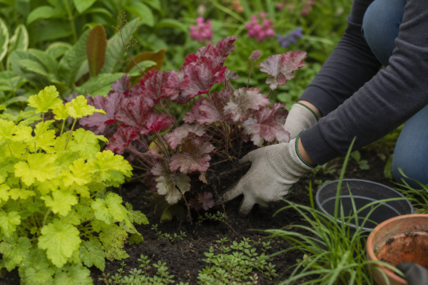 Heuchera micrantha – sfaturi de plantare și îngrijire