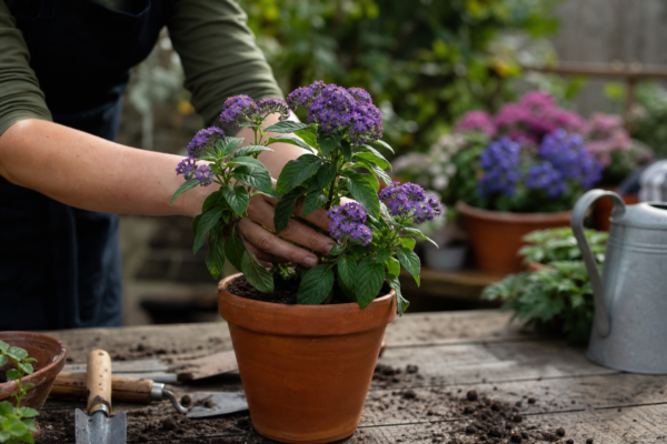 Heliotropium arborescens – ghid complet de cultivare și îngrijire