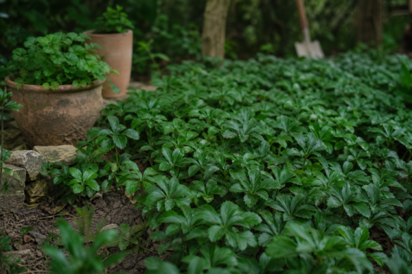 Pachysandra terminalis – de la plantare la întreținerea de zi cu zi