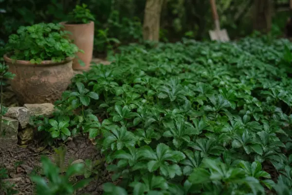 Pachysandra terminalis – de la plantare la întreținerea de zi cu zi