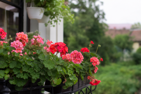 Mușcata curgătoare (Pelargonium peltatum) – plantare, udare și întreținere