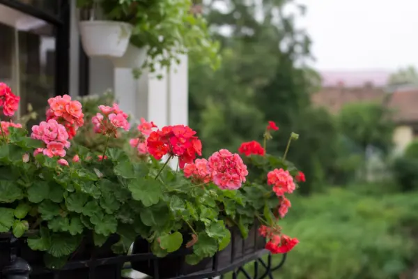Mușcata curgătoare (Pelargonium peltatum) – plantare, udare și întreținere