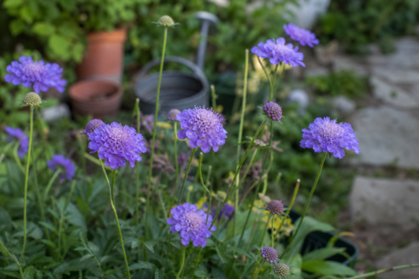 Scabiosa atropurpurea – ghid complet de cultivare și îngrijire