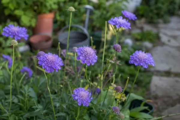 Sipică (Scabiosa atropurpurea) – ghid complet de cultivare și îngrijire