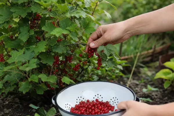 Coacăz roșu (Ribes rubrum) – plantare, îngrijire și greșeli de evitat