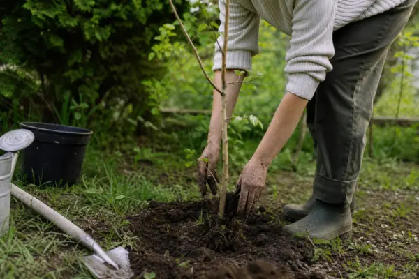Mesteacăn (Betula pendula) – ghid practic de plantare și îngrijire