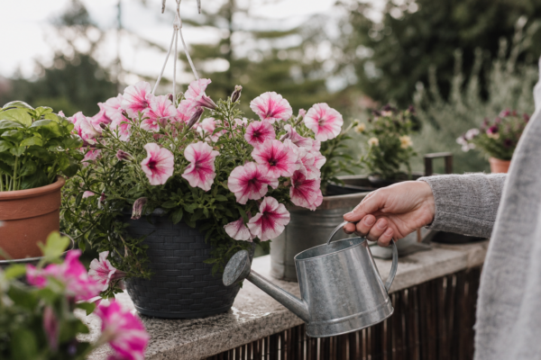 Surfinia (Petunia surfinia) – de la plantare la întreținerea de zi cu zi