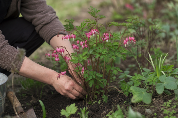 Dicentra spectabilis – ghid practic de plantare și îngrijire
