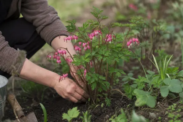 Cerceii doamnei (Dicentra spectabilis) – ghid practic de plantare și îngrijire
