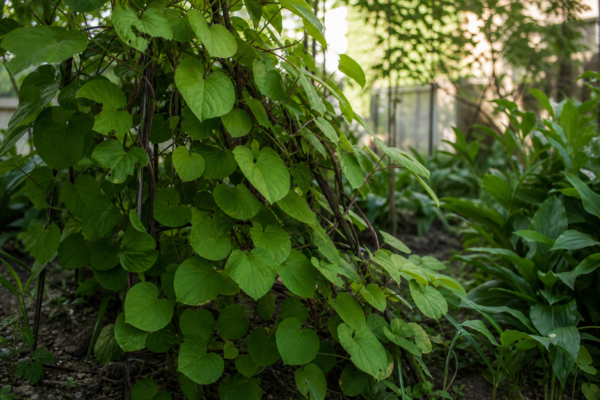 Kiwi (Actinidia arguta): ce condiții cere și cum o îngrijești