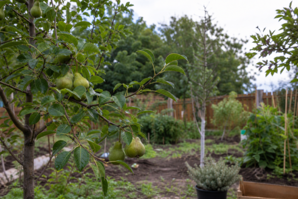 Păr (Pyrus communis) – ghid practic de plantare și îngrijire