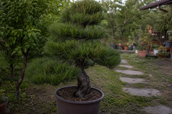 Pin negru (Pinus nigra) – ghid practic de plantare și îngrijire