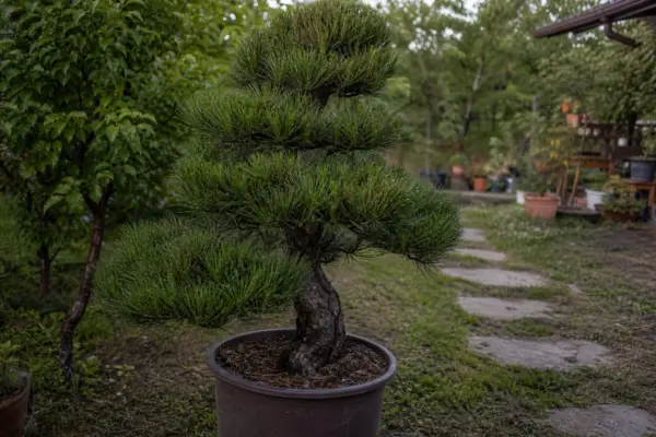 Pin negru (Pinus nigra) – ghid practic de plantare și îngrijire