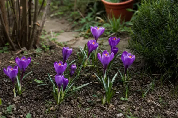 Brândușa de toamnă (Colchicum autumnale) – condiții de creștere, plantare și îngrijire