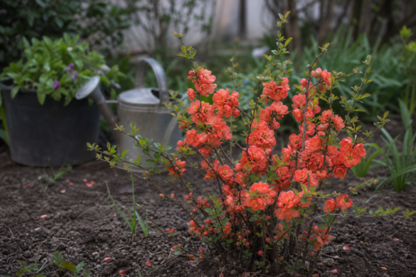 Gutui japonez (Chaenomeles japonica): ce condiții cere și cum o îngrijești