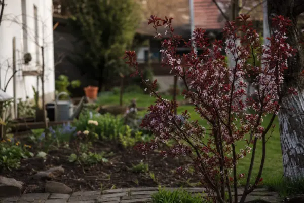 Corcoduș roșu (Prunus cerasifera) – de la plantare la întreținerea de zi cu zi