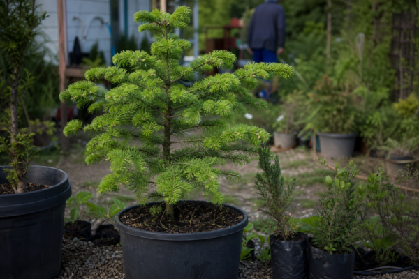 Zadă (Larix decidua): ce condiții cere și cum o îngrijești
