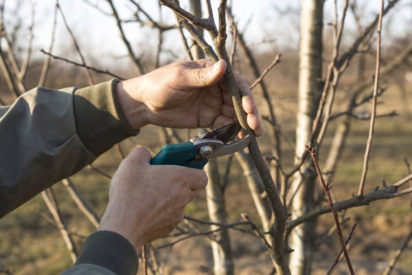 Măr (Malus domestica) – plantare, îngrijire și greșeli de evitat