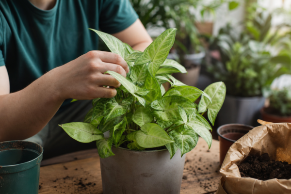 Syngonium (Syngonium podophyllum) – ghid practic de plantare și îngrijire