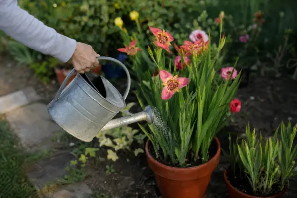 Floarea tigrului (Tigridia pavonia) – plantare, udare și întreținere