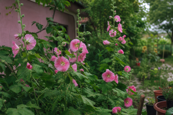 Nalba de grădină (Alcea rosea) – de la plantare la întreținerea de zi cu zi