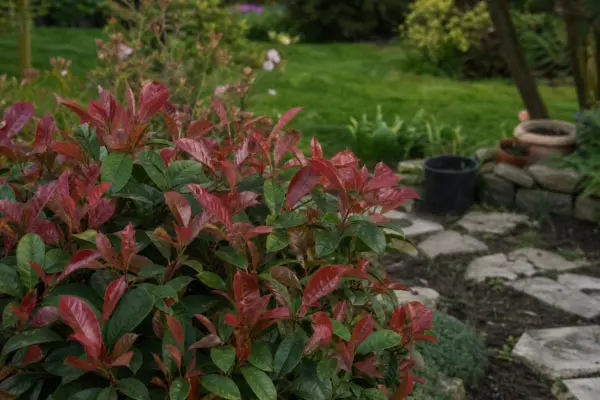 Photinia (Photinia fraseri) – sfaturi pentru plantare, creștere și întreținere